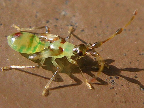 クスベニヒラタカスミカメ幼虫